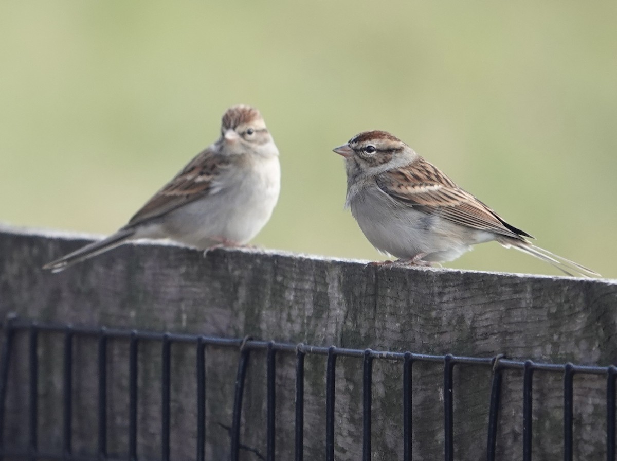 Chipping Sparrow - ML611436869