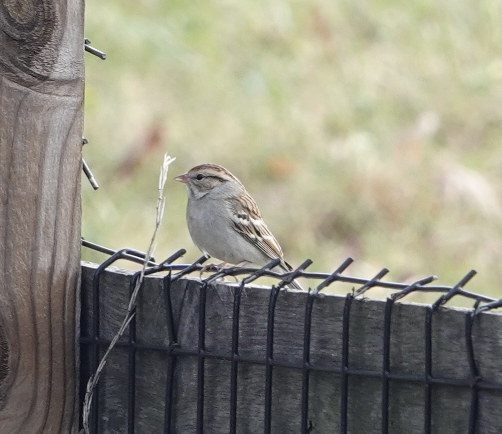 Chipping Sparrow - ML611436870