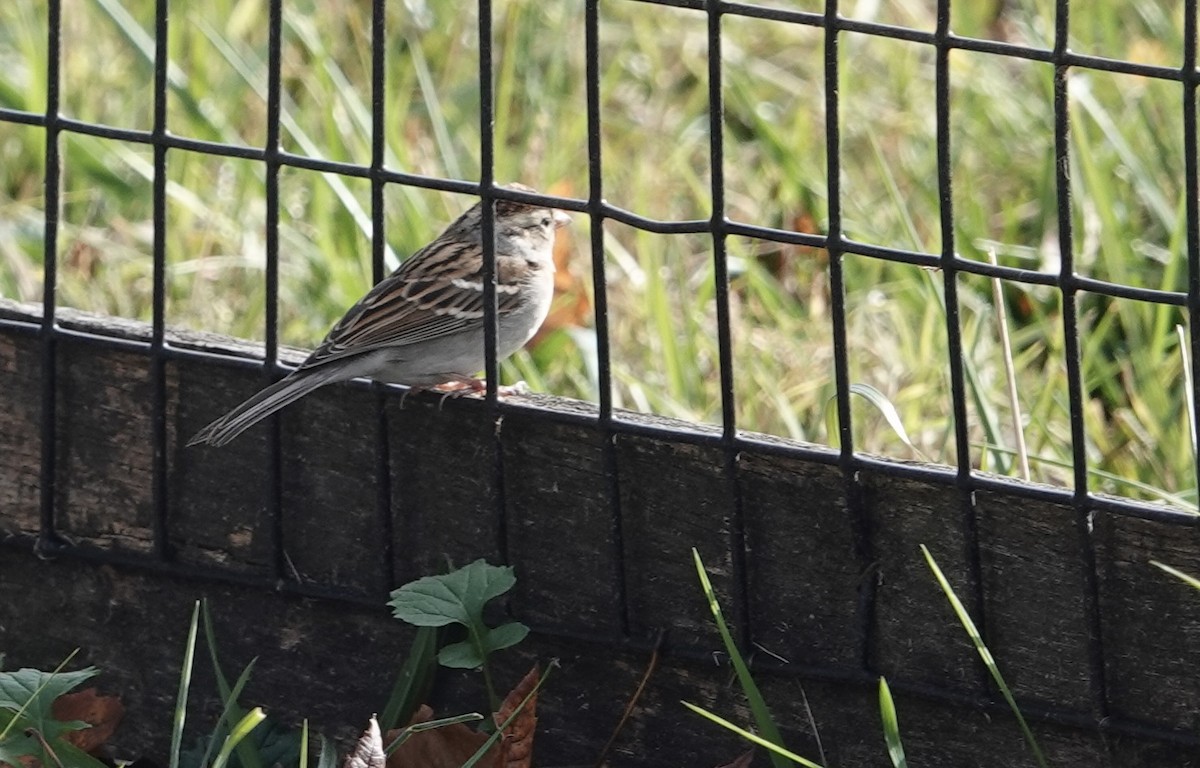 Chipping Sparrow - ML611436871