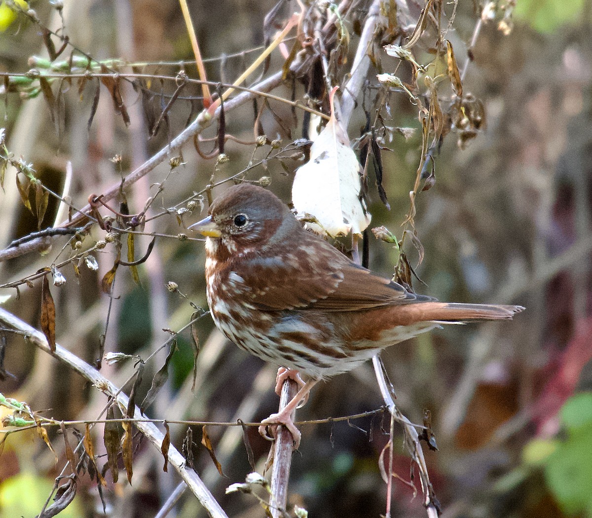 Fox Sparrow - ML611436890