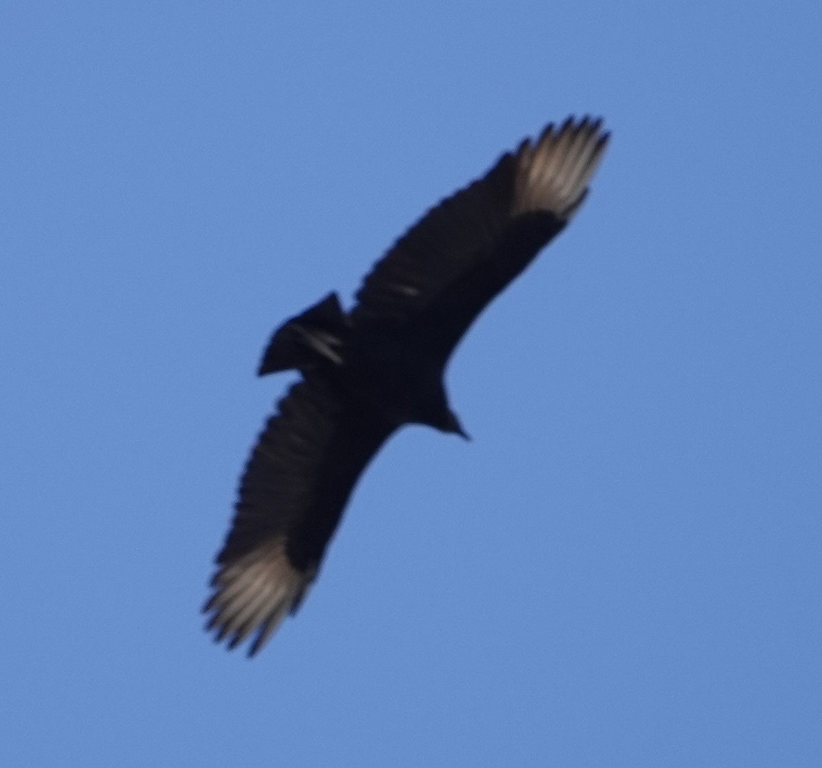 Black Vulture - ML611436905