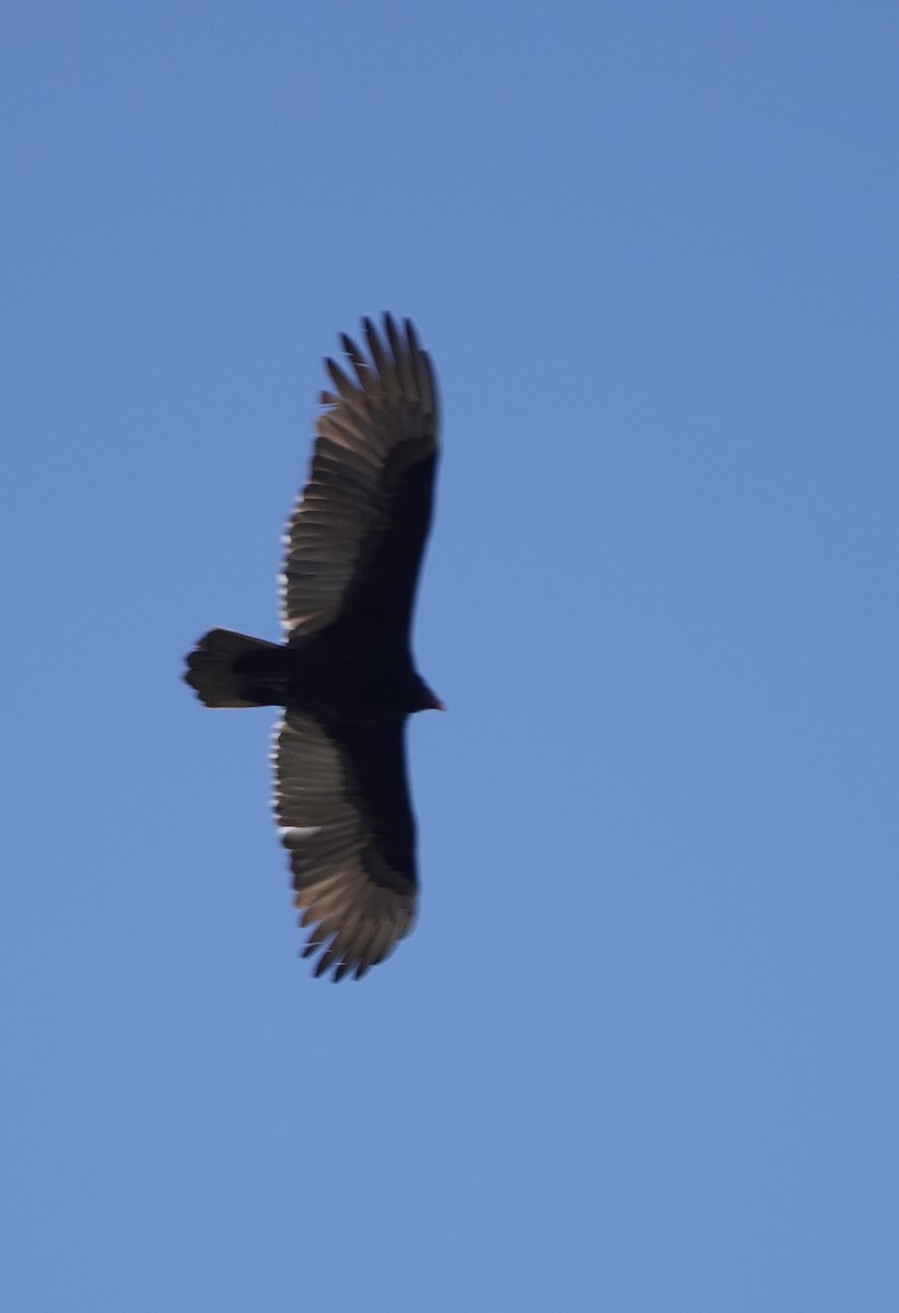 Turkey Vulture - ML611436908