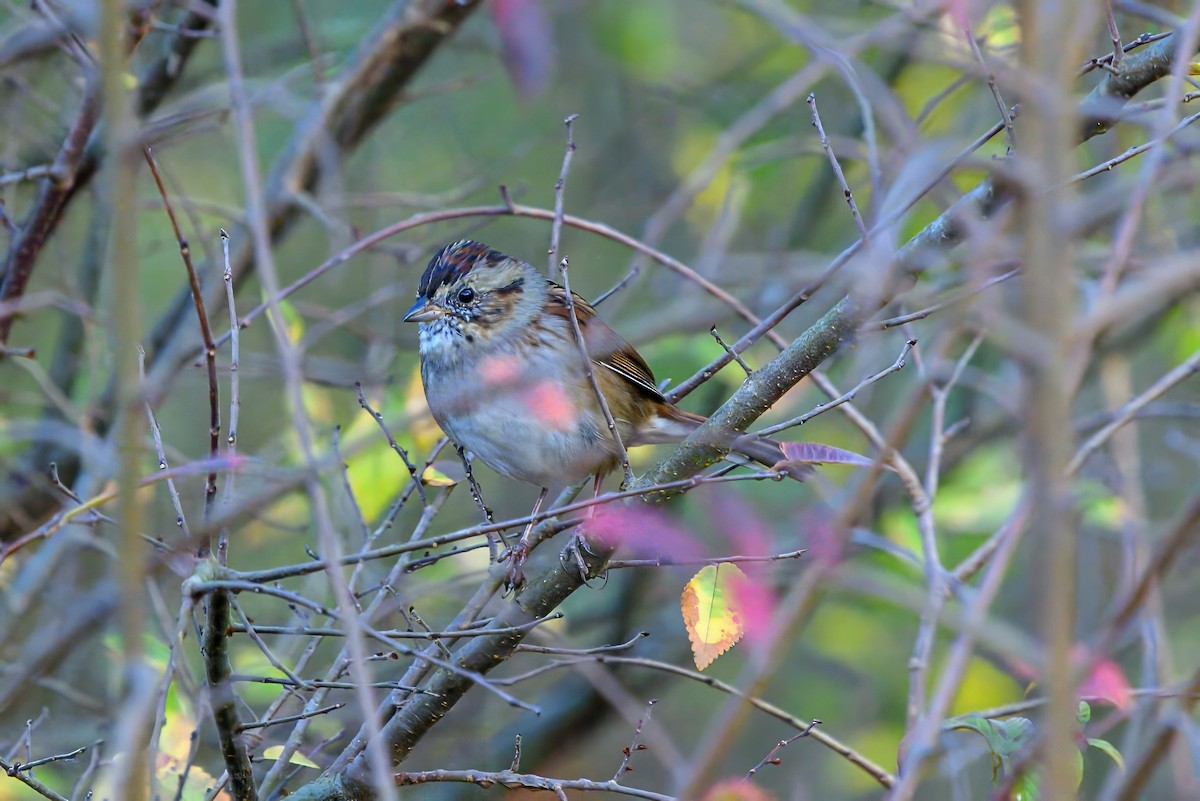 Swamp Sparrow - ML611436921