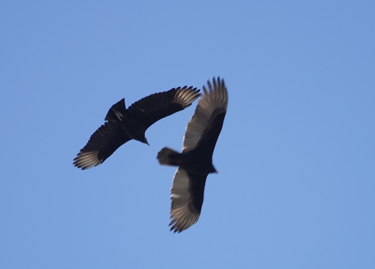 Black Vulture - ML611436930