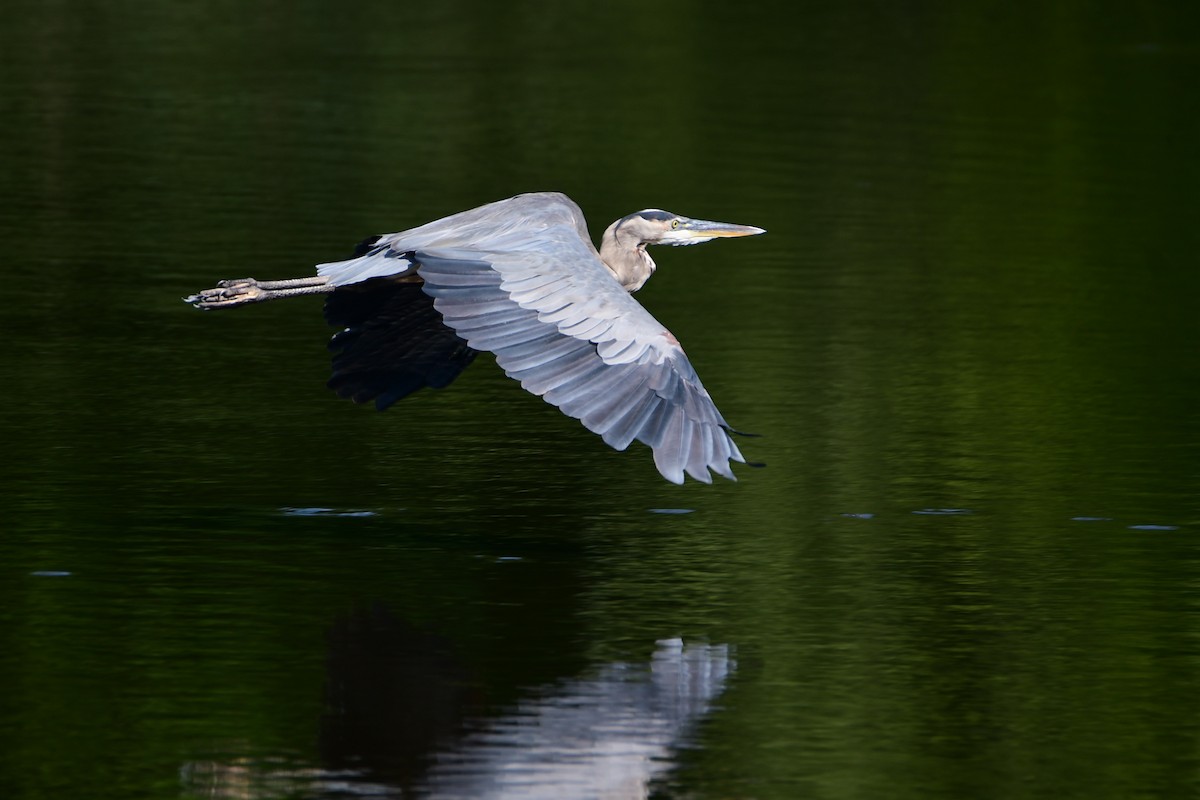 Great Blue Heron - Chaiby Leiman