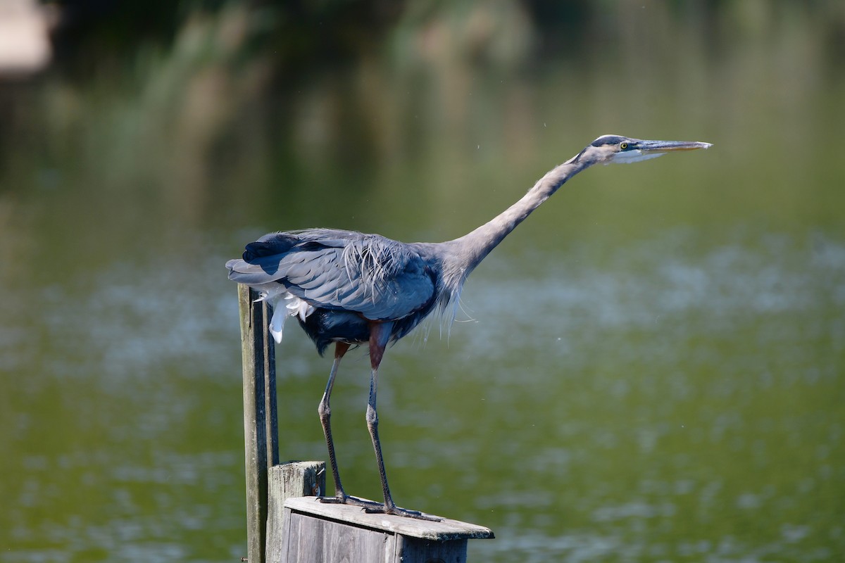 Great Blue Heron - ML611436987