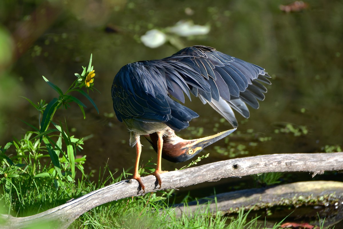 Green Heron - ML611437018