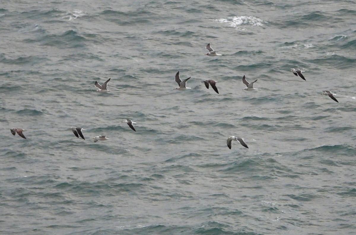 Lesser Black-backed Gull - ML611437021