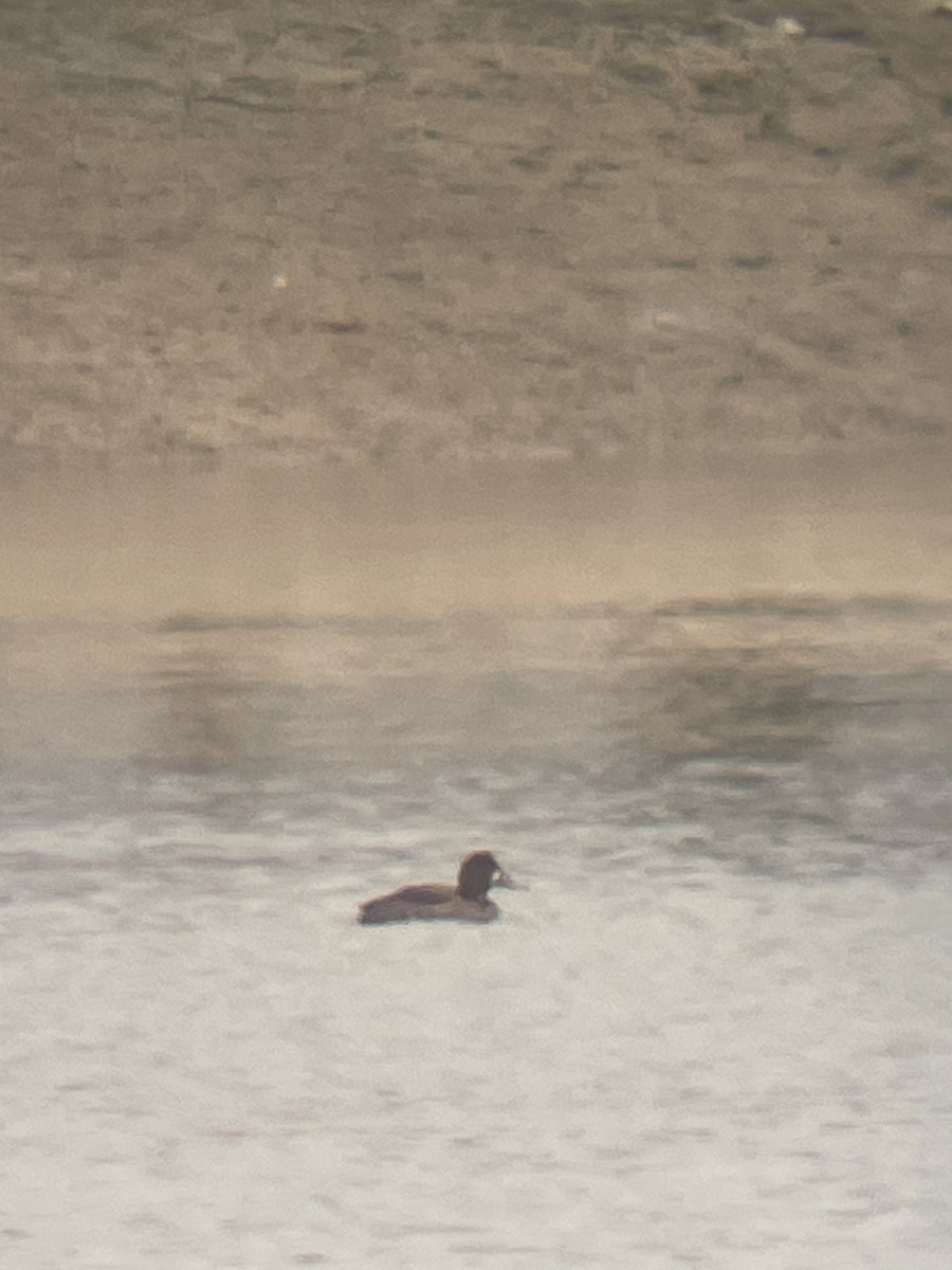 Greater/Lesser Scaup - Roy McGraw