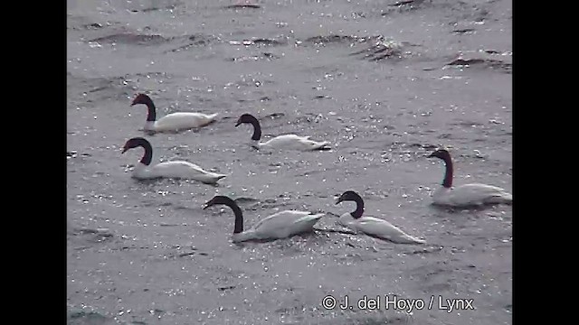 Cygne à cou noir - ML611437042