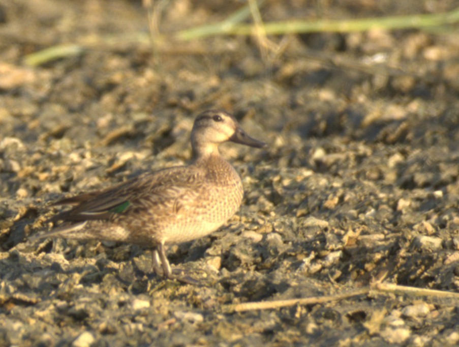 Green-winged Teal - ML611437052
