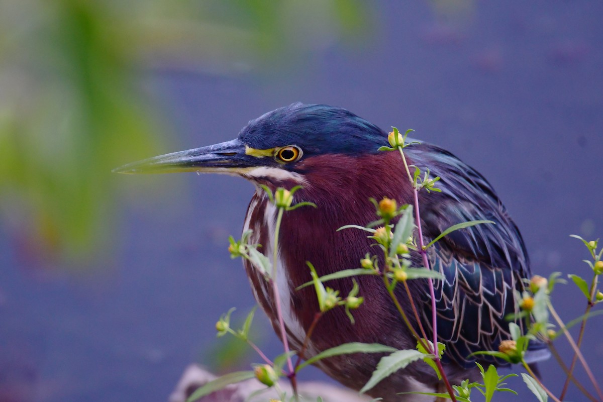Green Heron - ML611437110