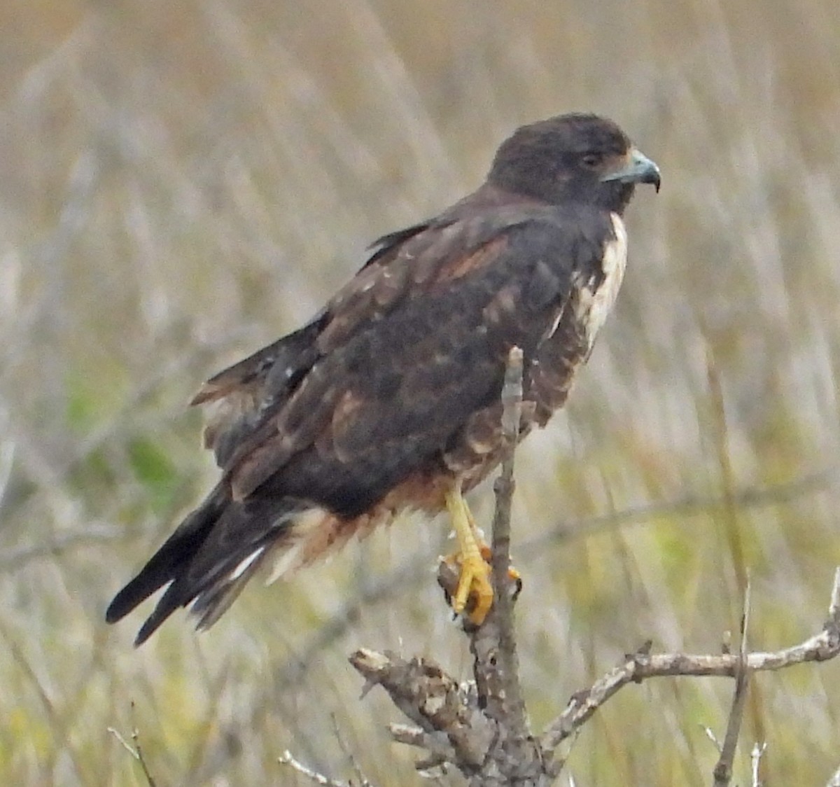 White-tailed Hawk - ML611437168