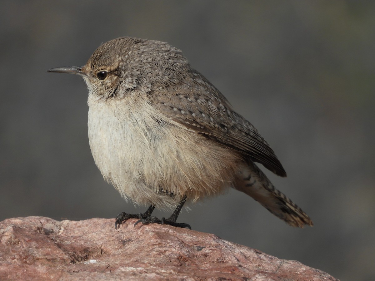 Rock Wren - ML611437177