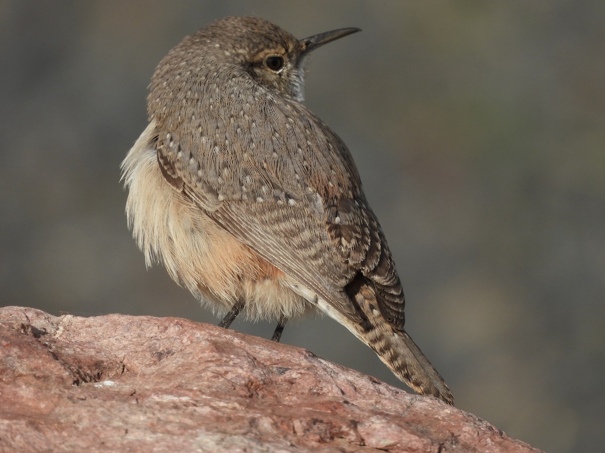 Rock Wren - ML611437178