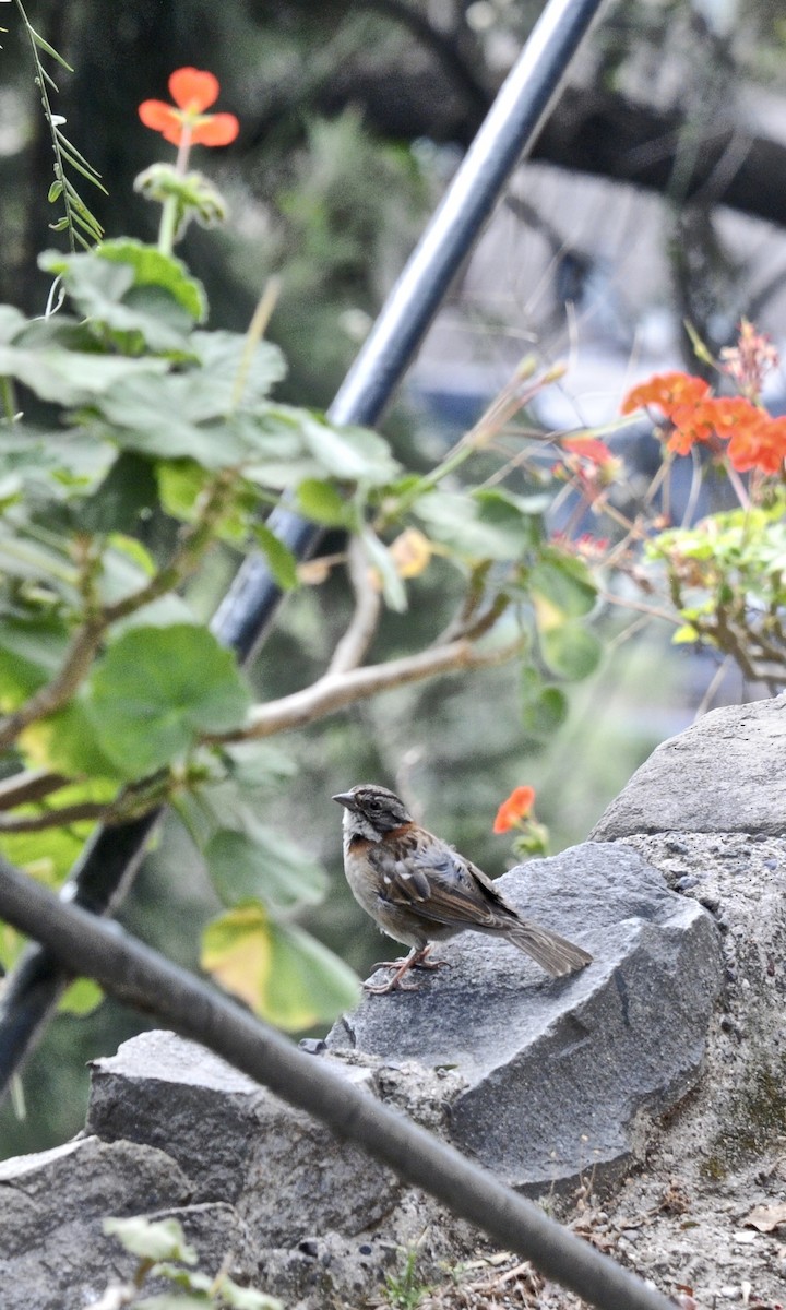 Rufous-collared Sparrow - ML611437238