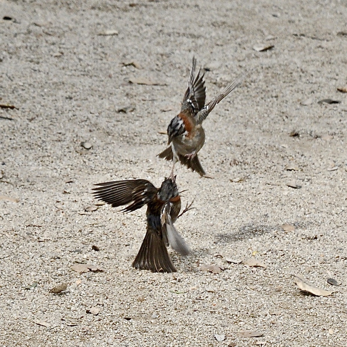 Rufous-collared Sparrow - ML611437239