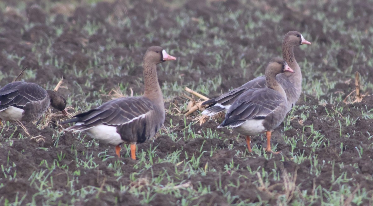 Greater White-fronted Goose - ML611437305