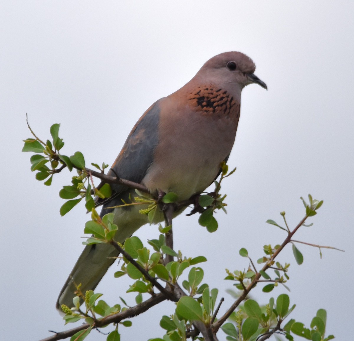 Laughing Dove - ML611437312