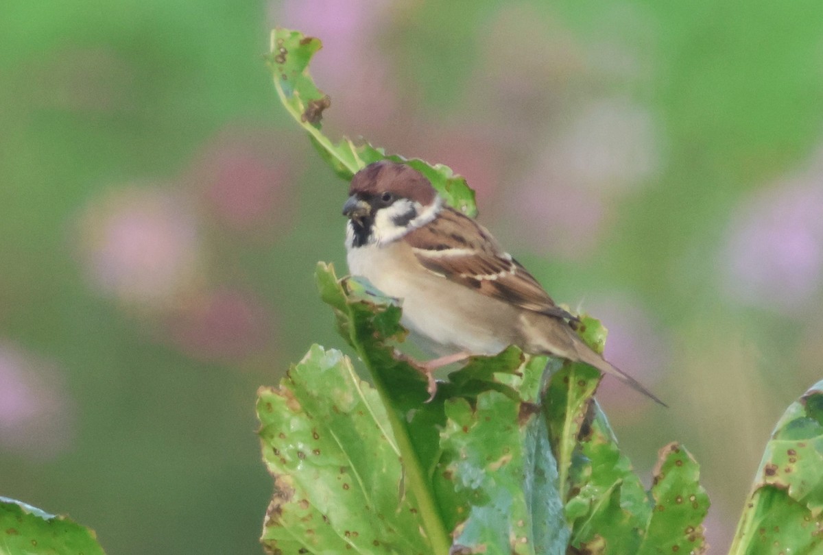 Eurasian Tree Sparrow - ML611437319