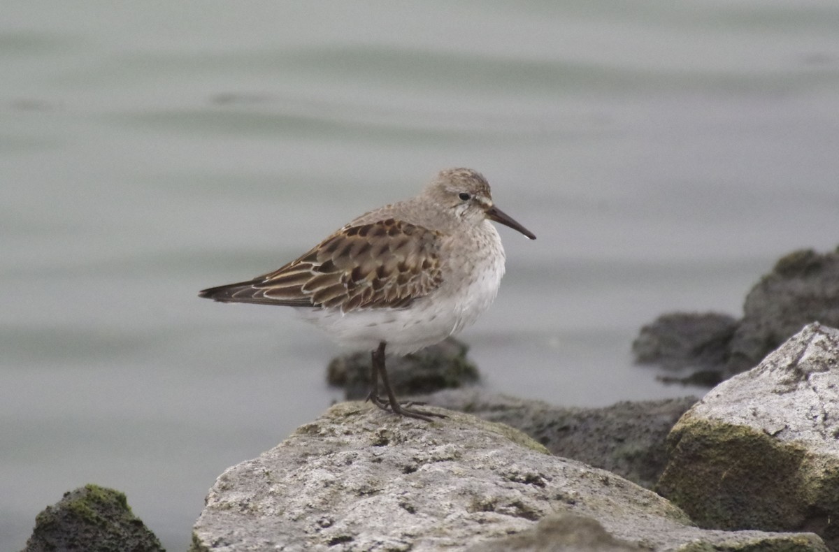 White-rumped Sandpiper - ML611437443