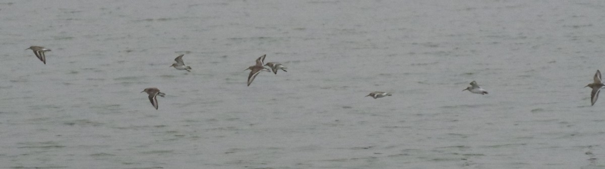 White-rumped Sandpiper - ML611437448