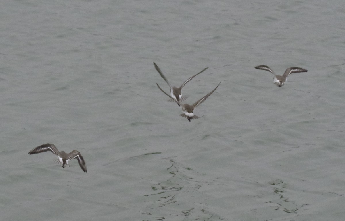 White-rumped Sandpiper - ML611437449