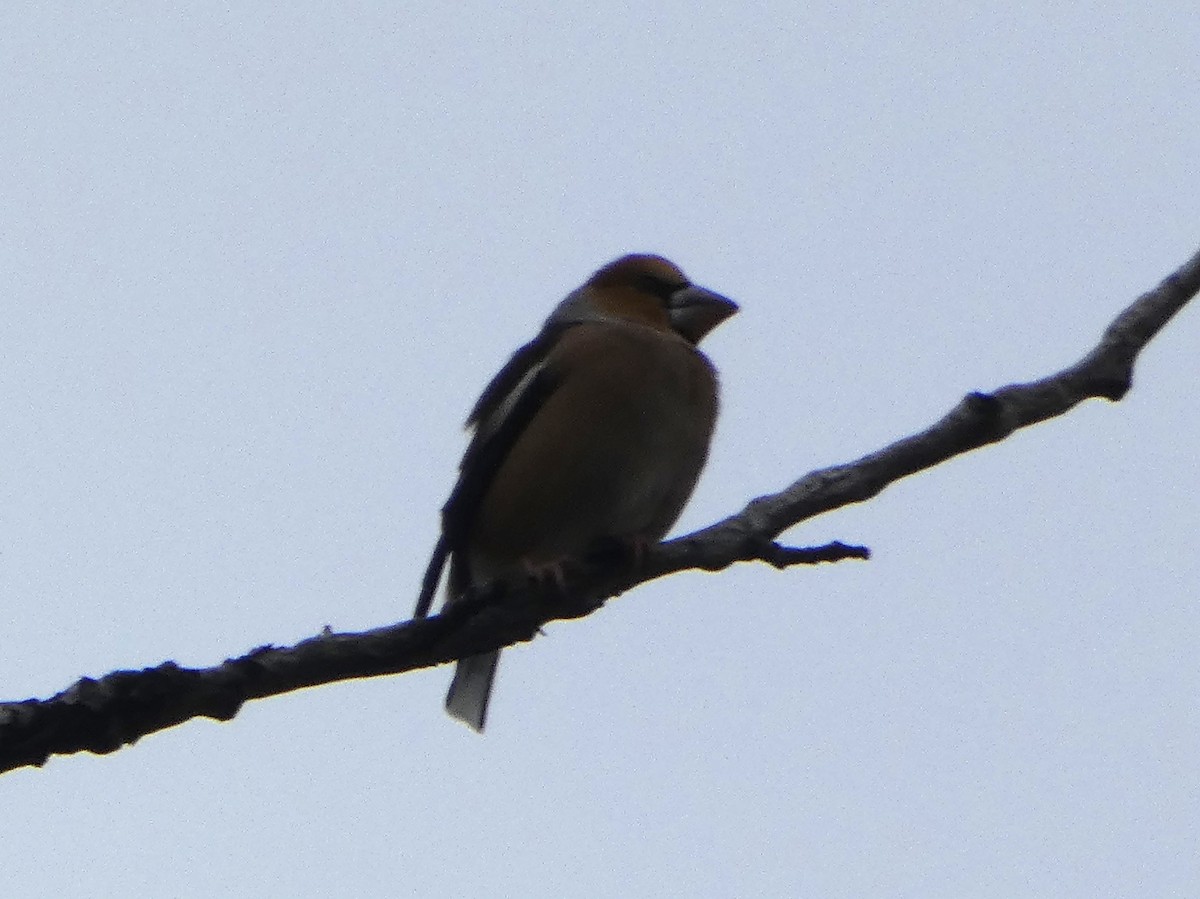 Hawfinch - James Court