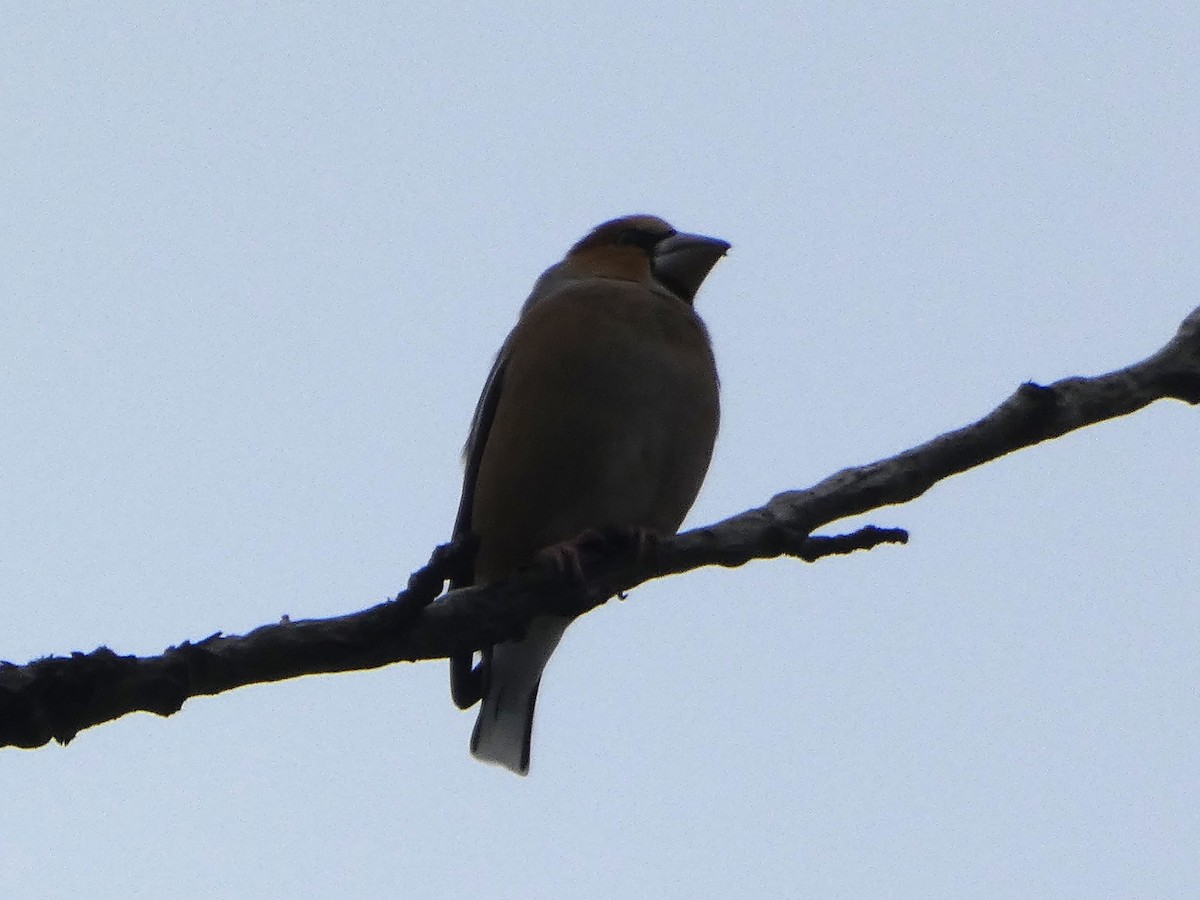 Hawfinch - James Court
