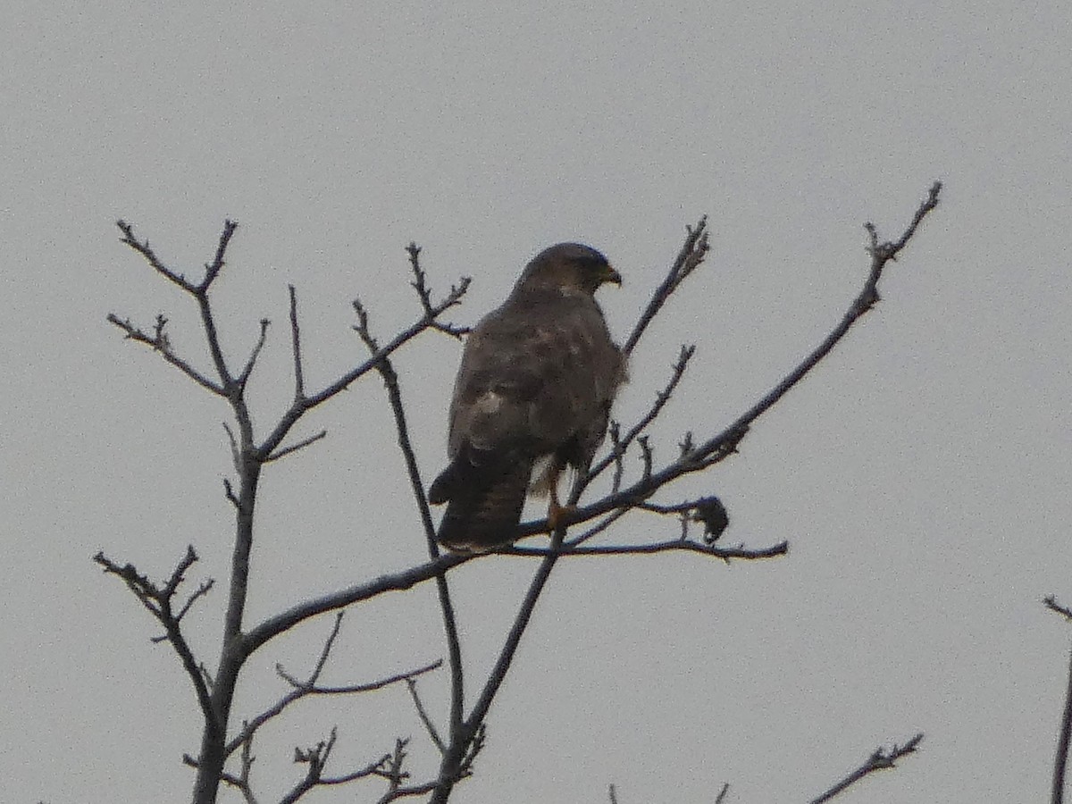 Common Buzzard - James Court