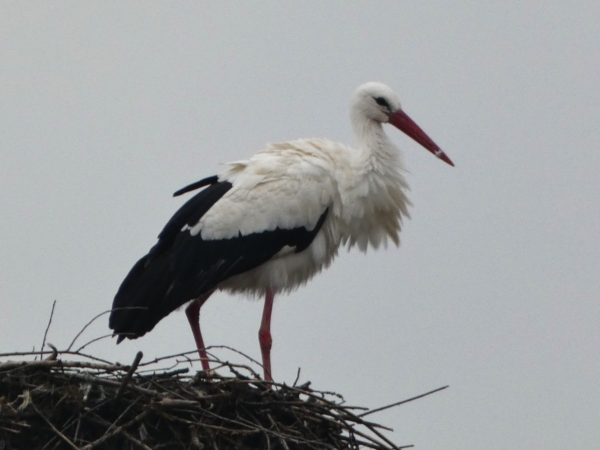 White Stork - James Court