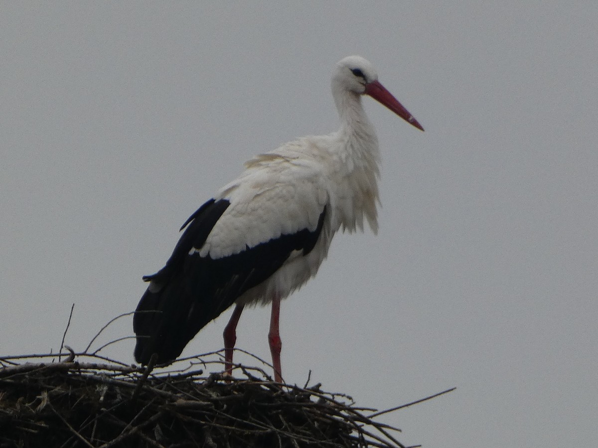 White Stork - James Court