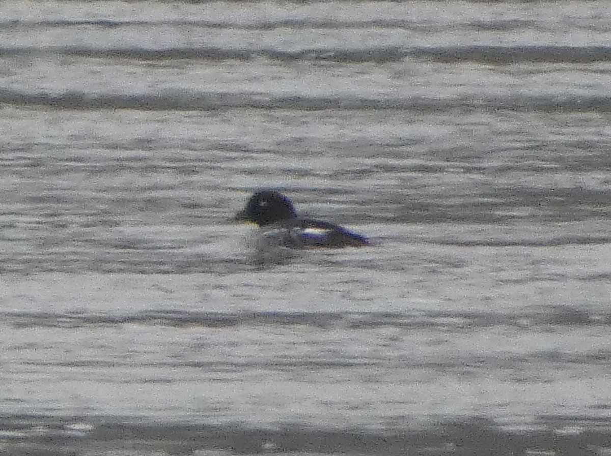 Common Goldeneye - James Court