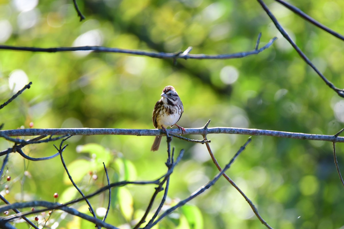 Song Sparrow - ML611437652