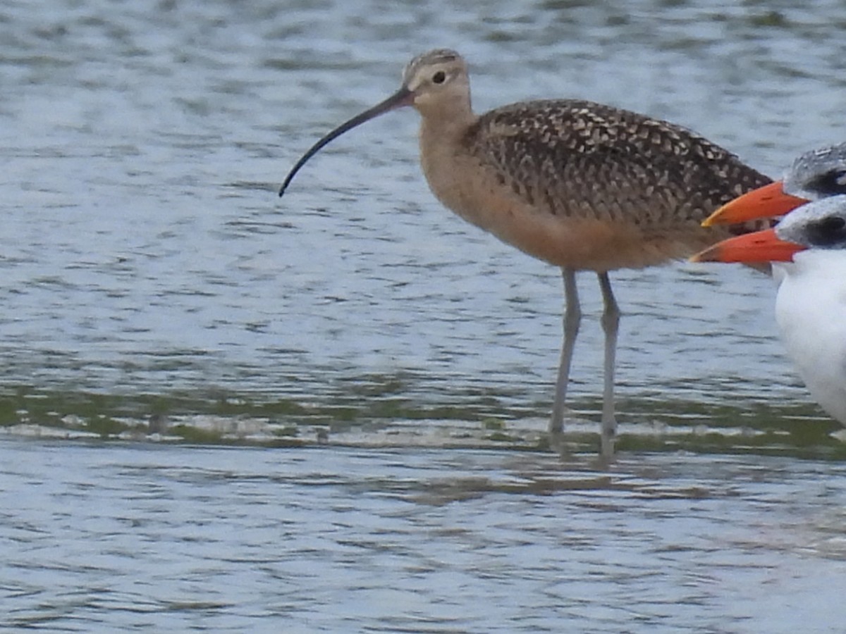 Long-billed Curlew - ML611437662