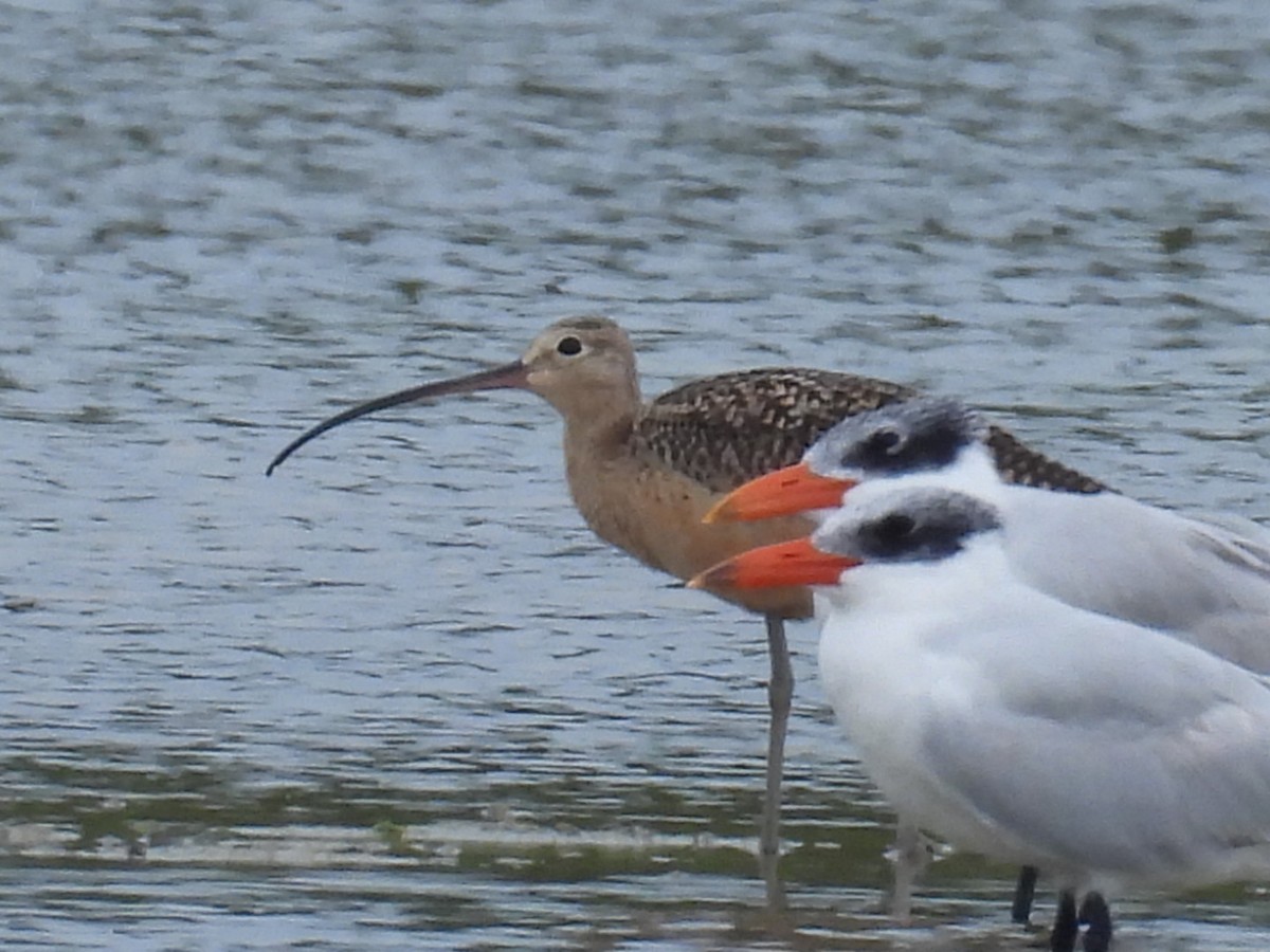 Zarapito Americano - ML611437664