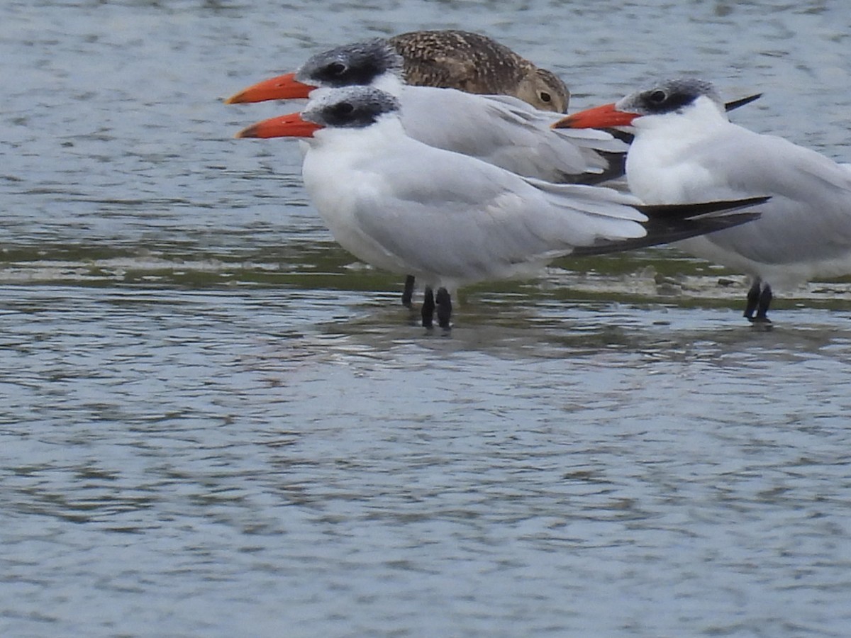 裏海燕鷗 - ML611437674