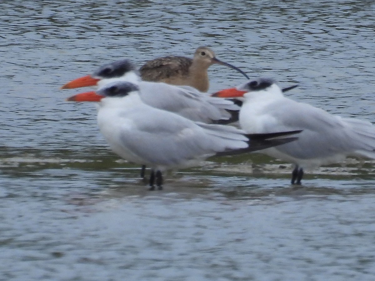 裏海燕鷗 - ML611437675