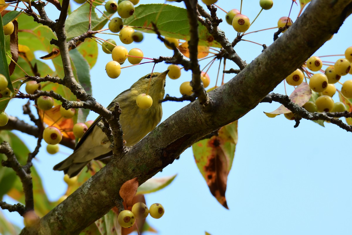 Blackpoll Warbler - ML611437698