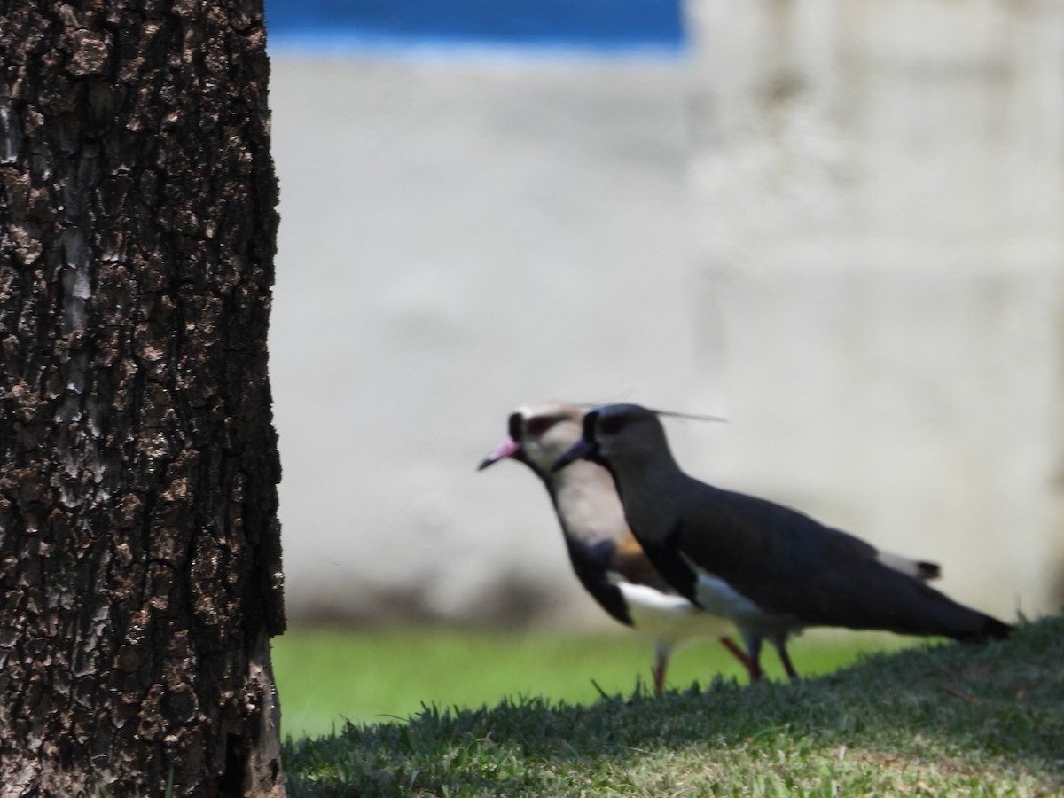 Southern Lapwing - ML611437782