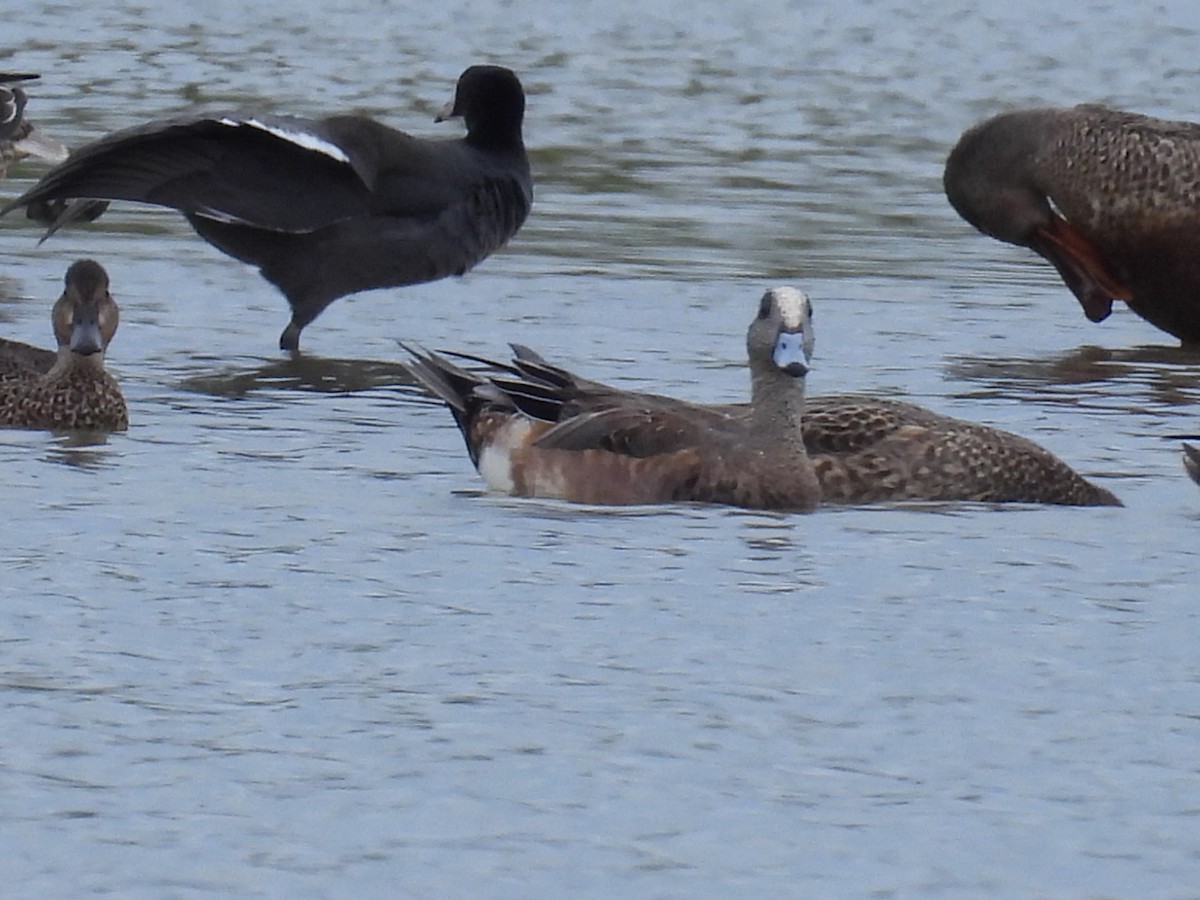 葡萄胸鴨 - ML611437866