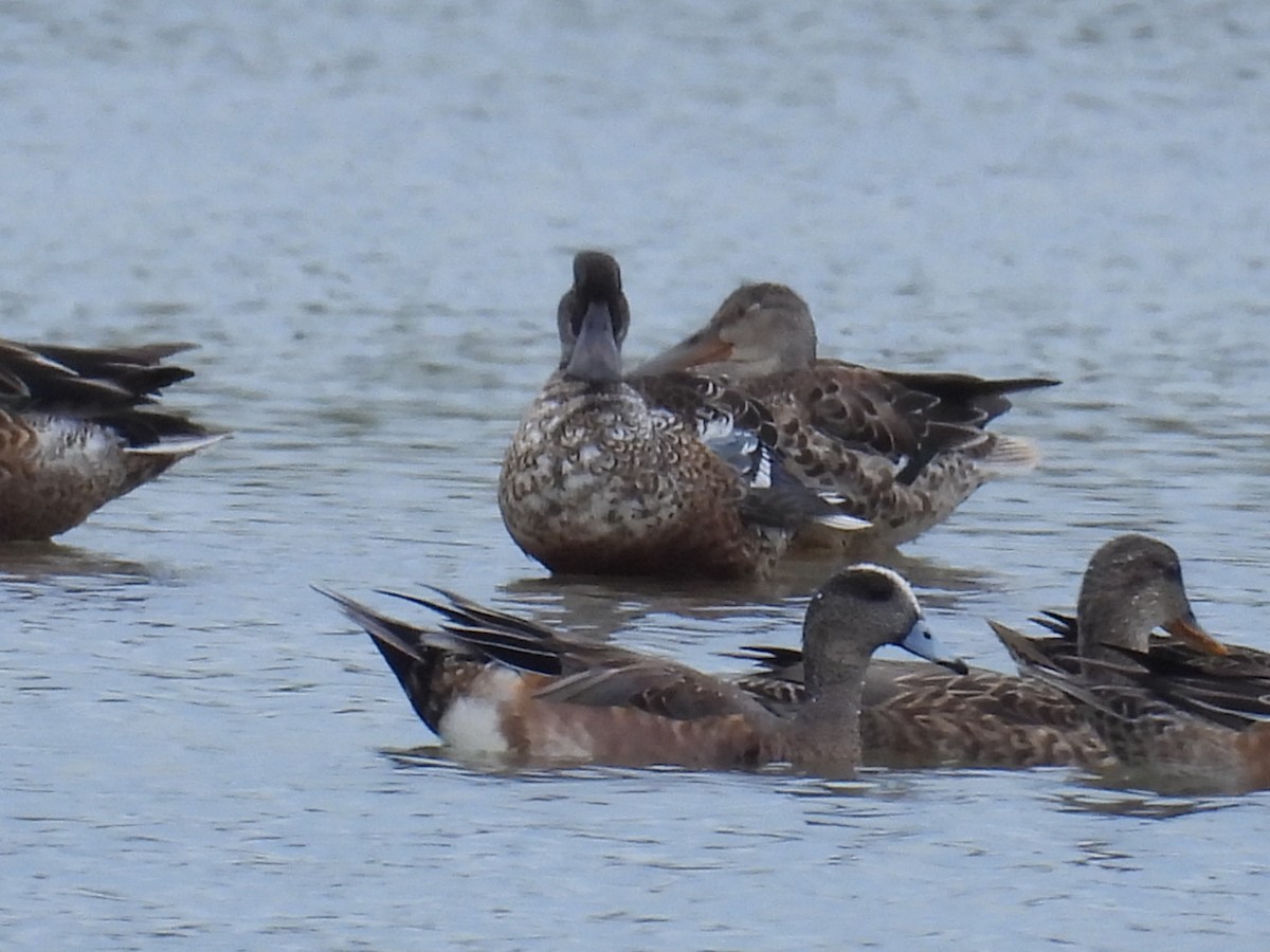 葡萄胸鴨 - ML611437867