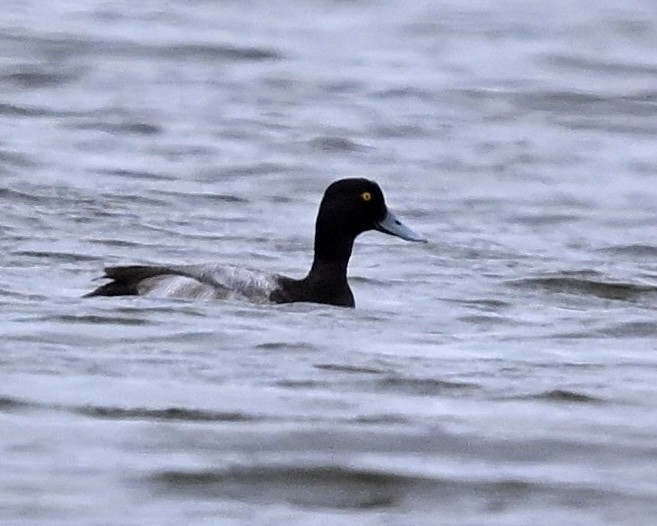 Greater Scaup - ML611437922