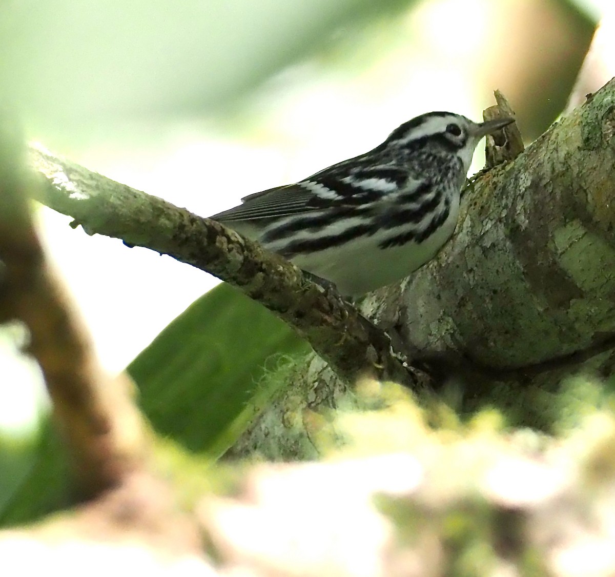 Black-and-white Warbler - ML611437964