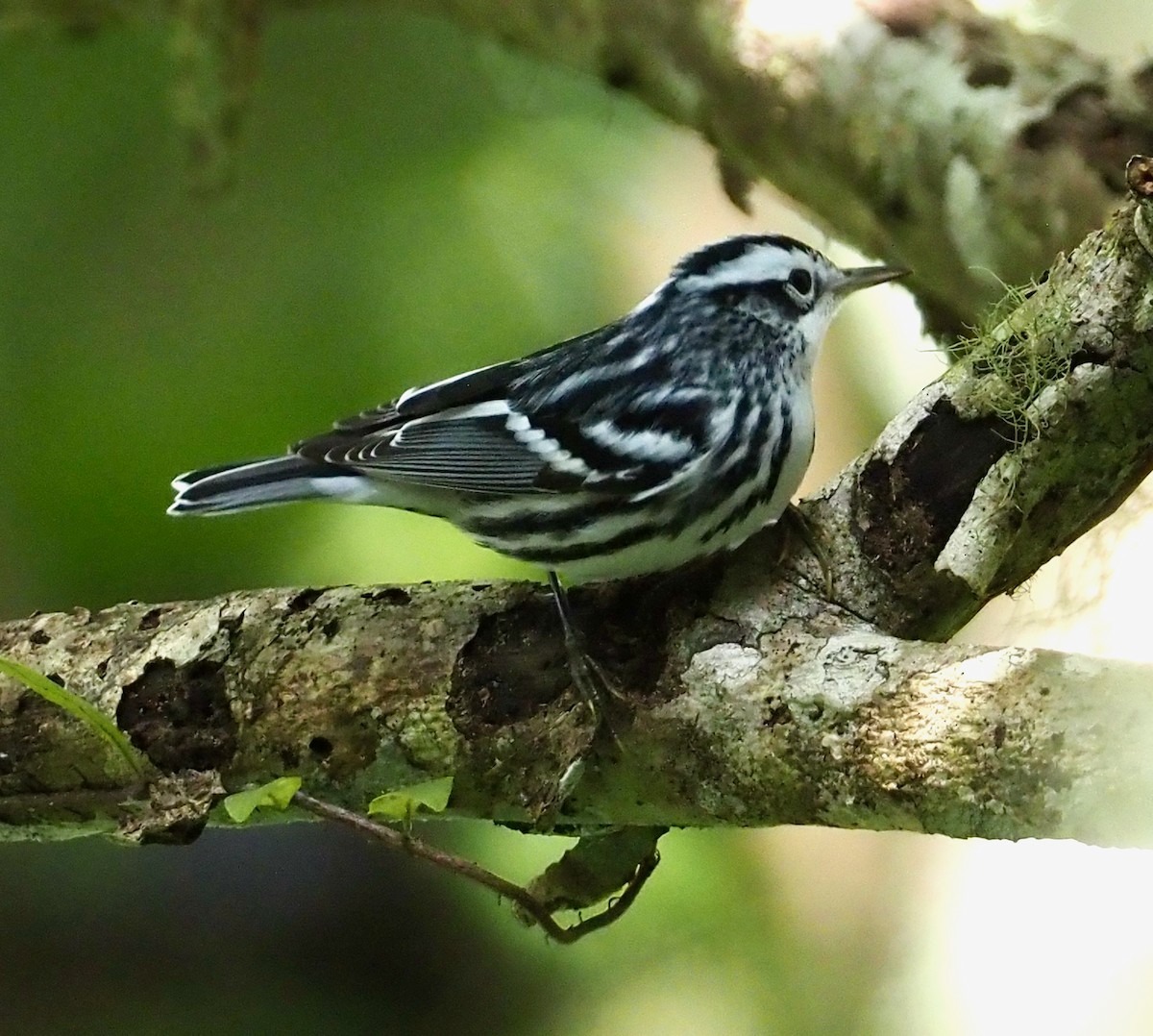 Black-and-white Warbler - ML611438107