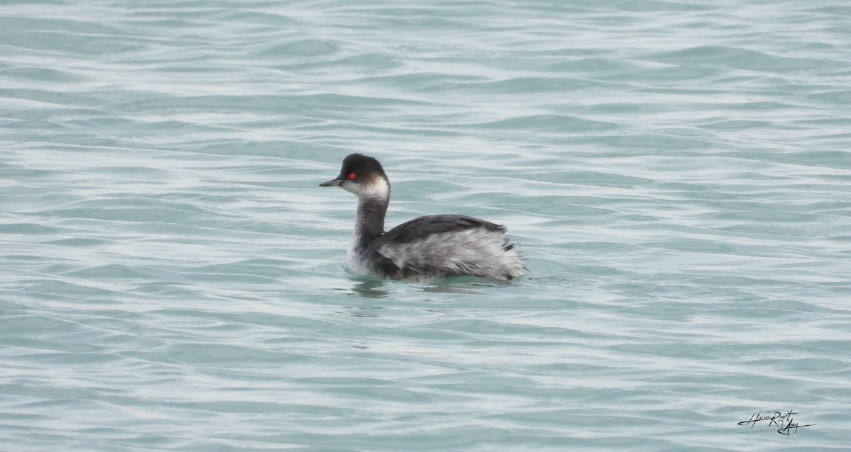 Eared Grebe - HARUN RESIT UNEY