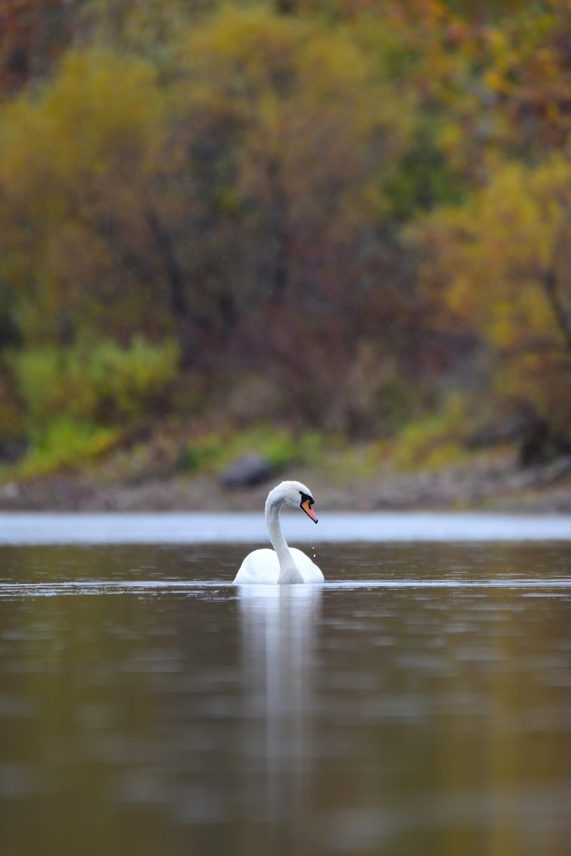 Mute Swan - Chaiby Leiman