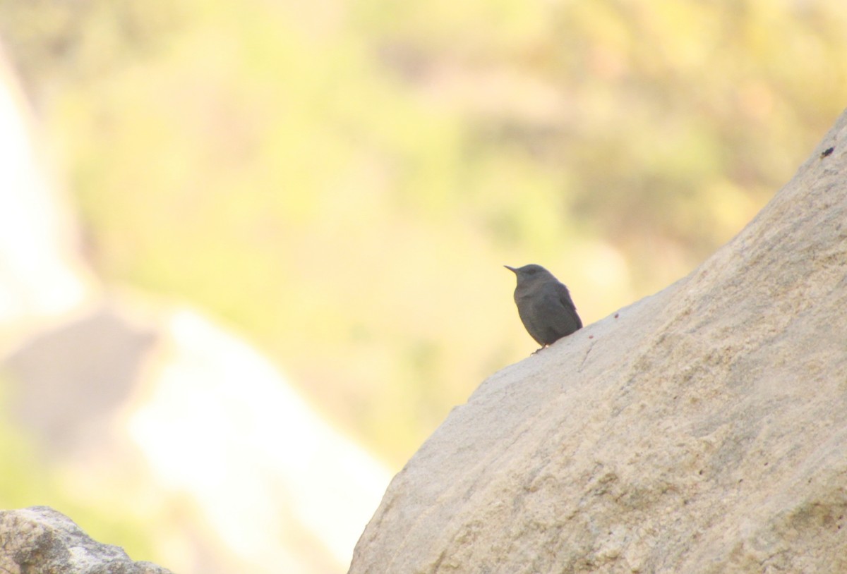 Blue Rock-Thrush - ML611438586