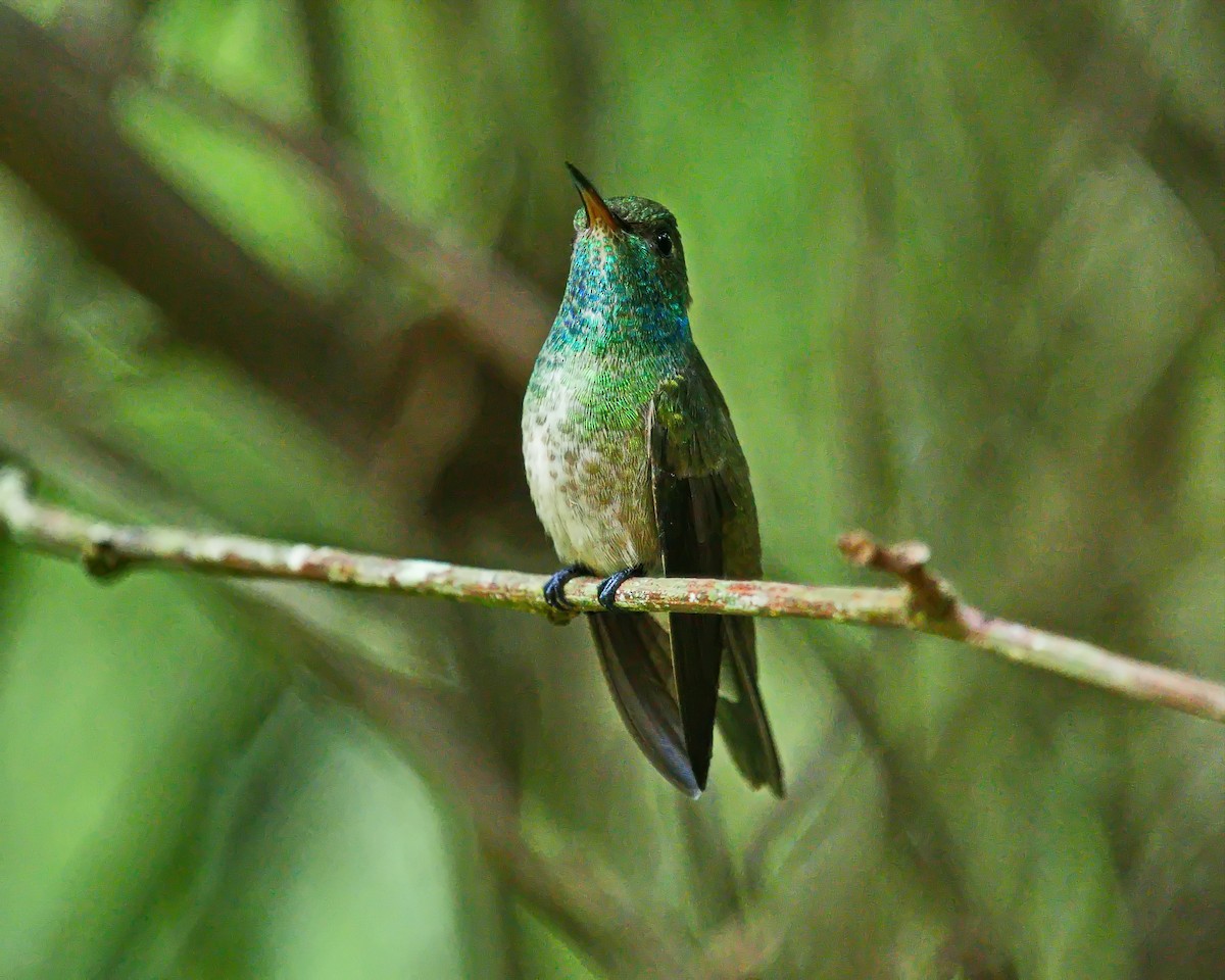 tupikolibri - ML611438617