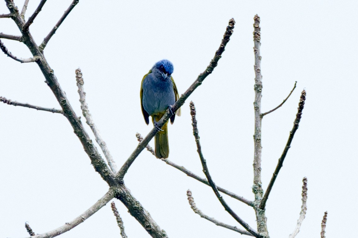 Blue-capped Tanager - ML611438631